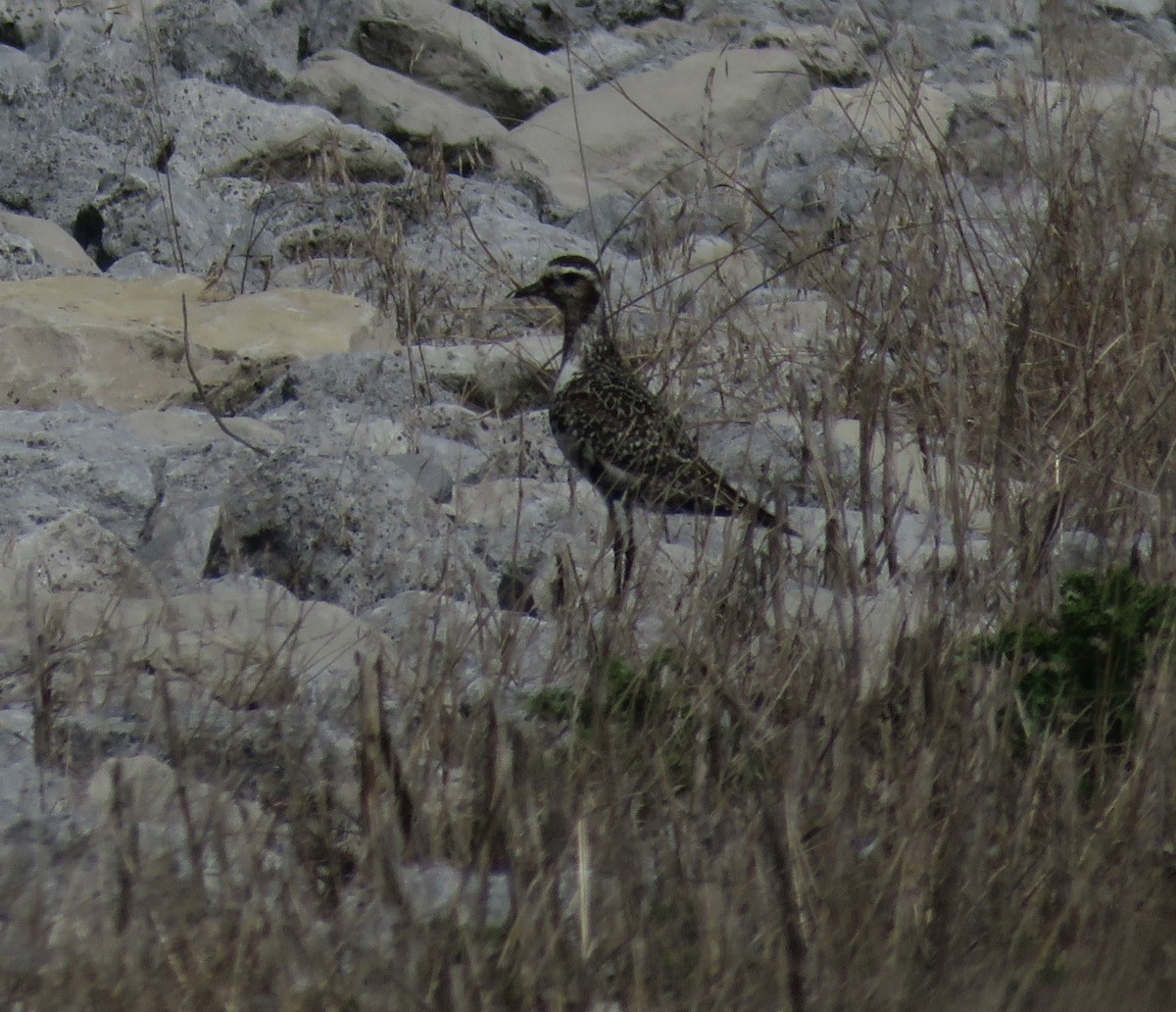 American Golden-Plover - ML641244453