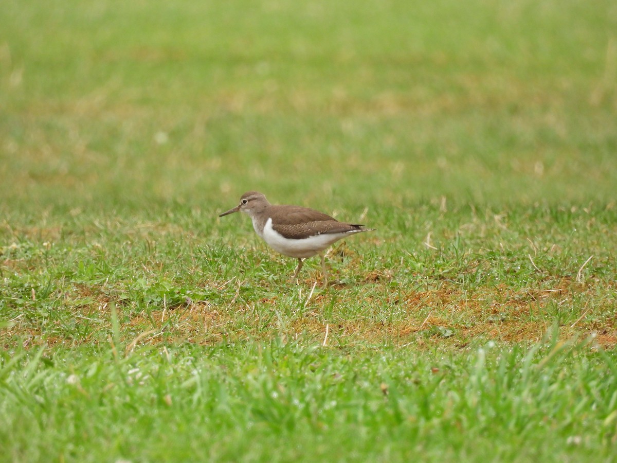 Common Sandpiper - ML641244455