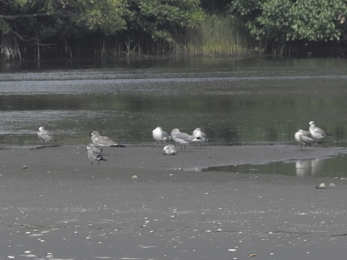 笑鷗 - ML641244488