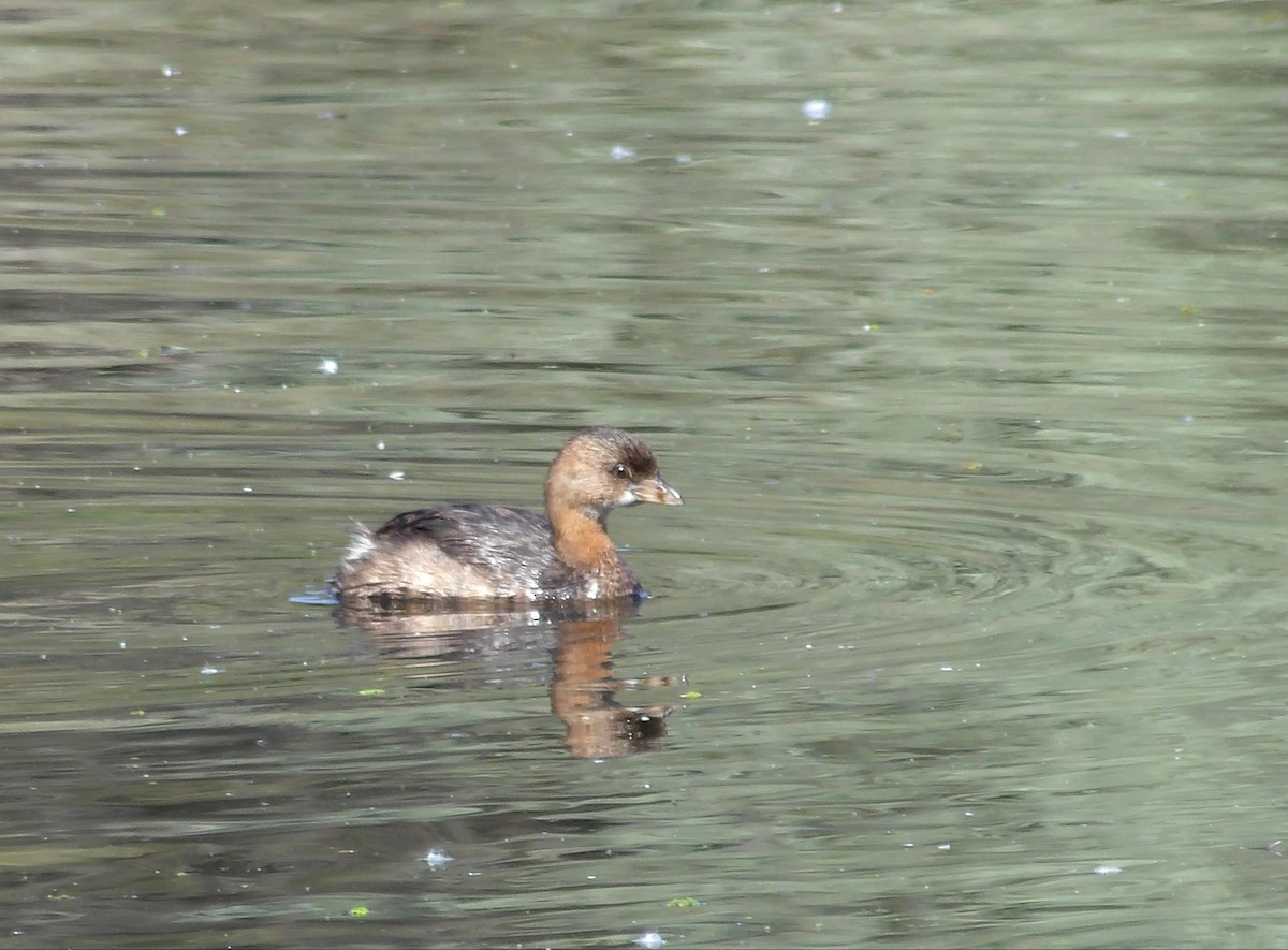 Pied-billed Grebe - ML641244490