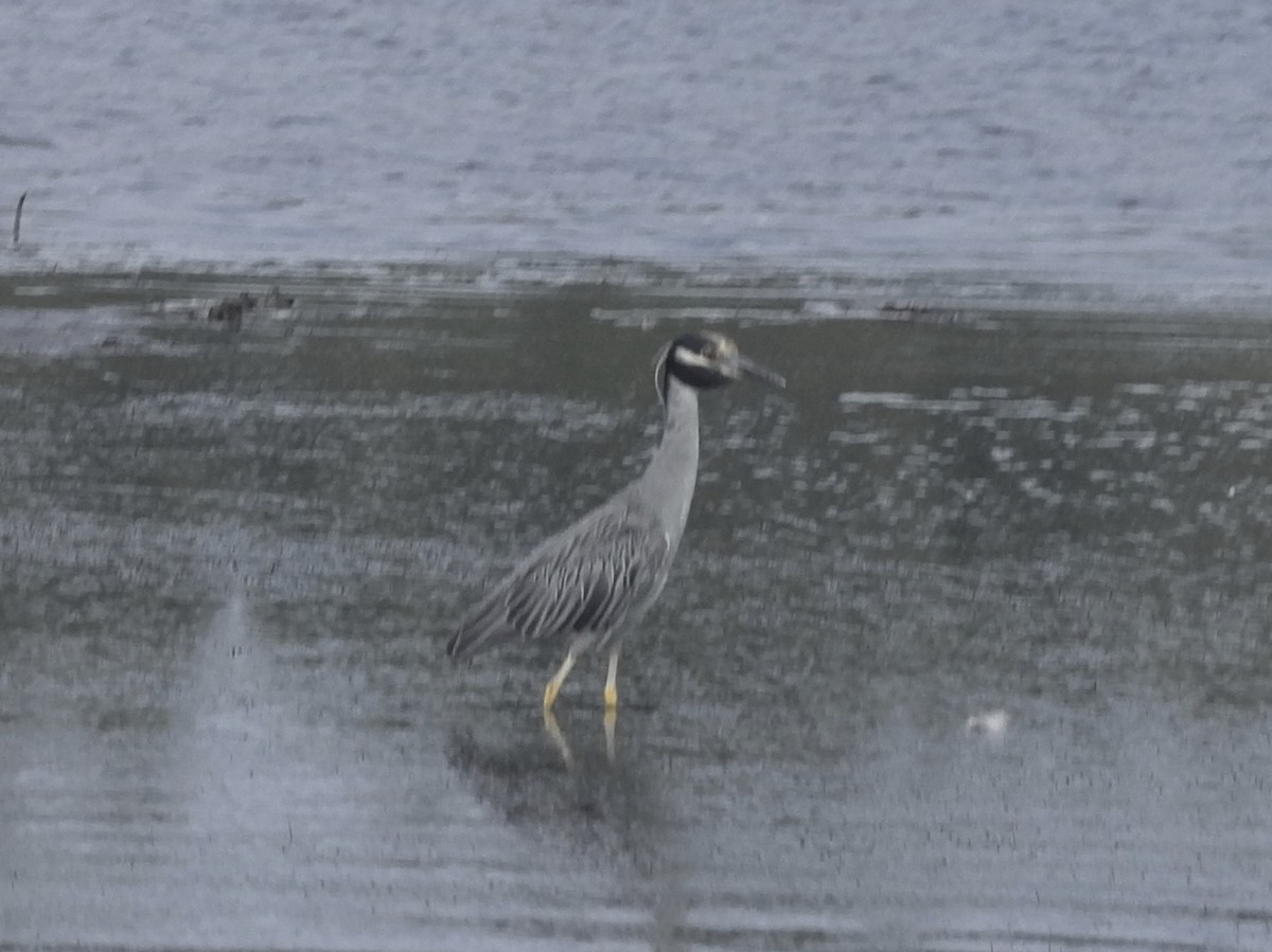 Yellow-crowned Night Heron - ML641244501