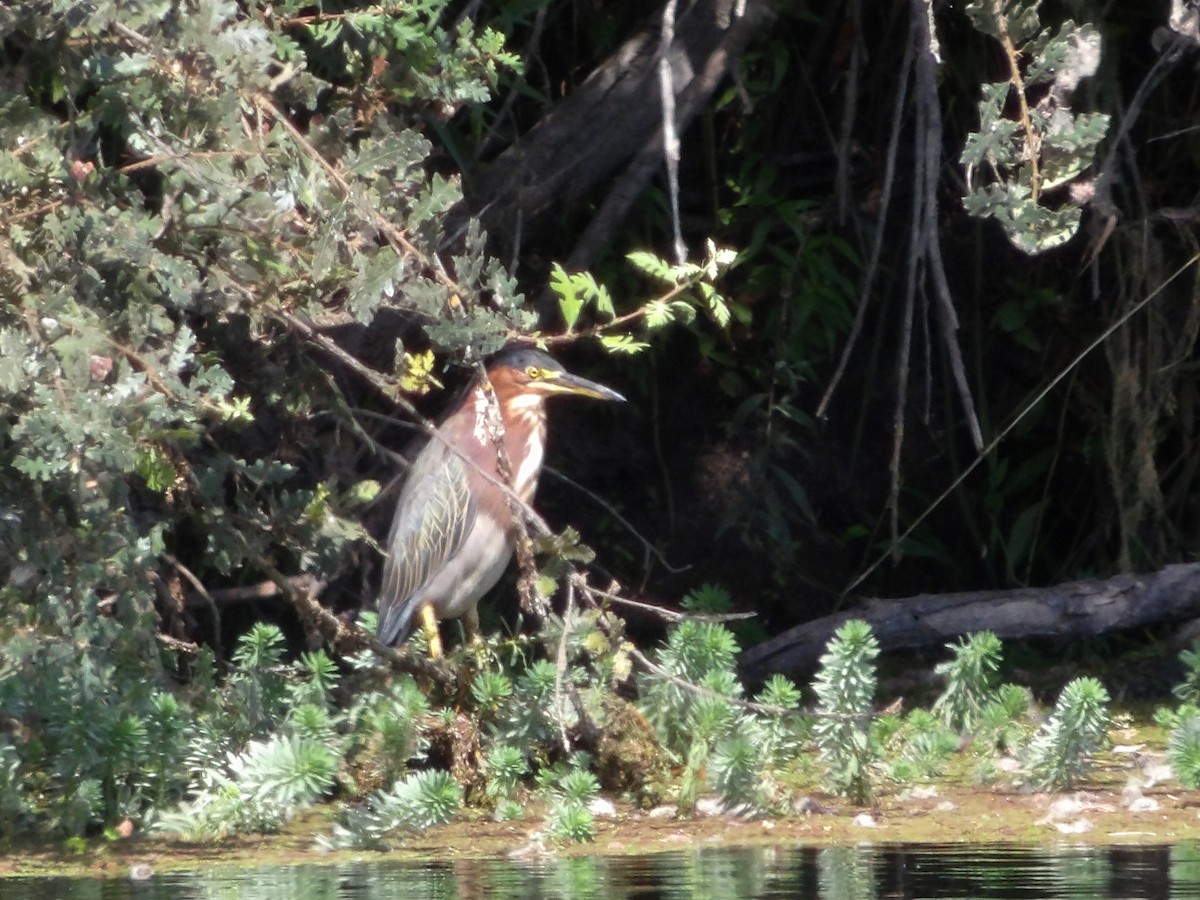 Green Heron - ML641244507
