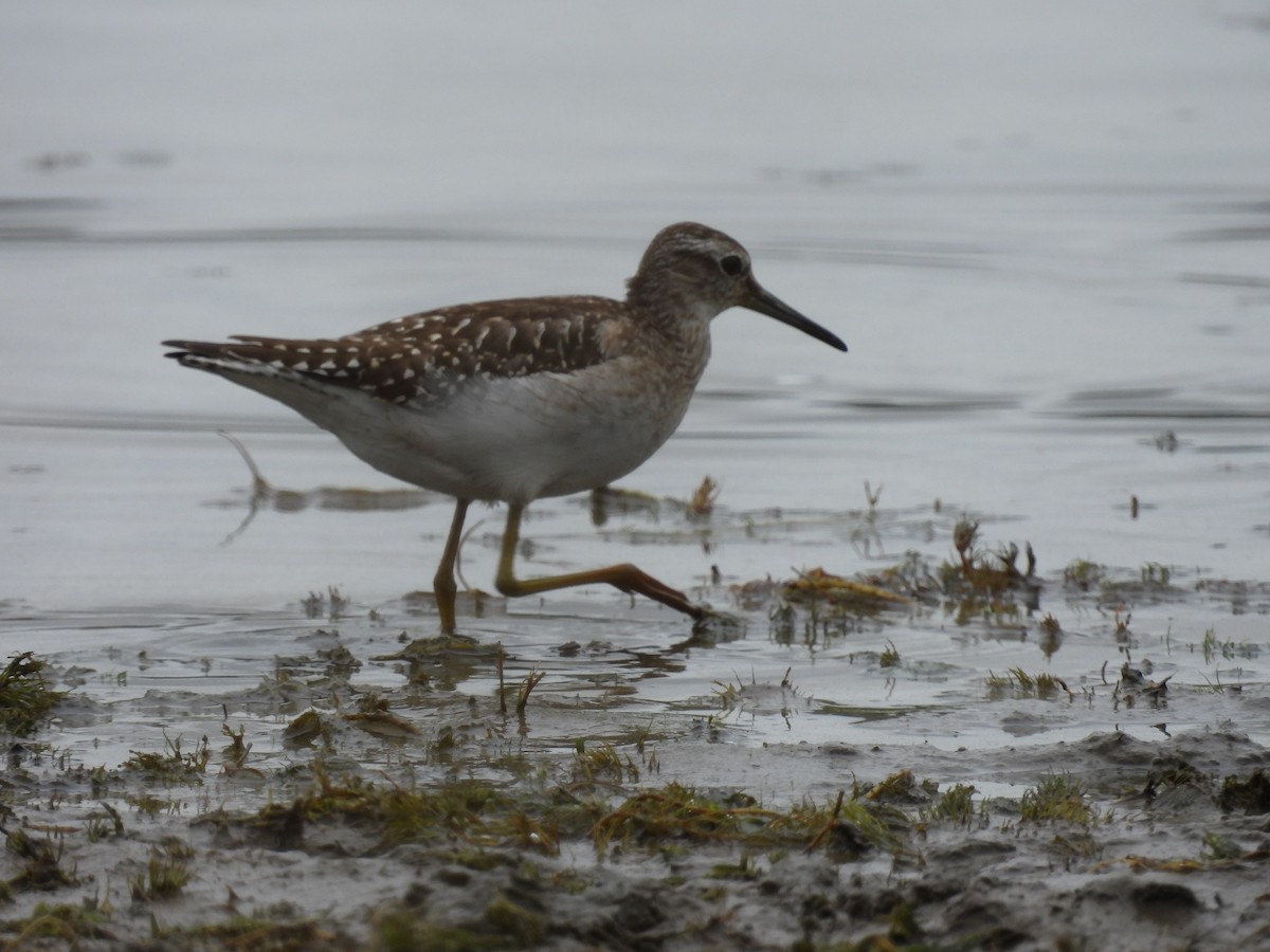 Wood Sandpiper - ML641244514
