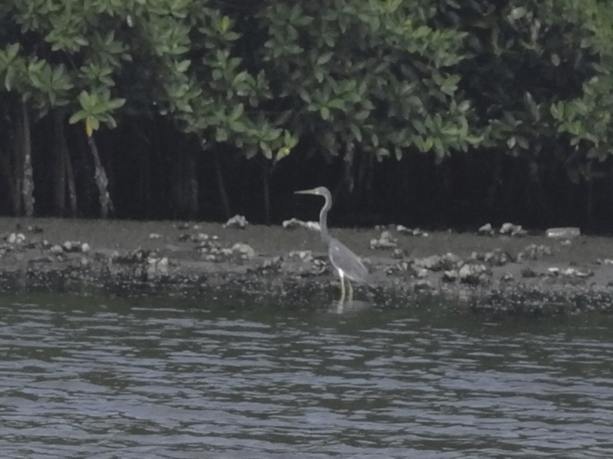 Tricolored Heron - ML641244521