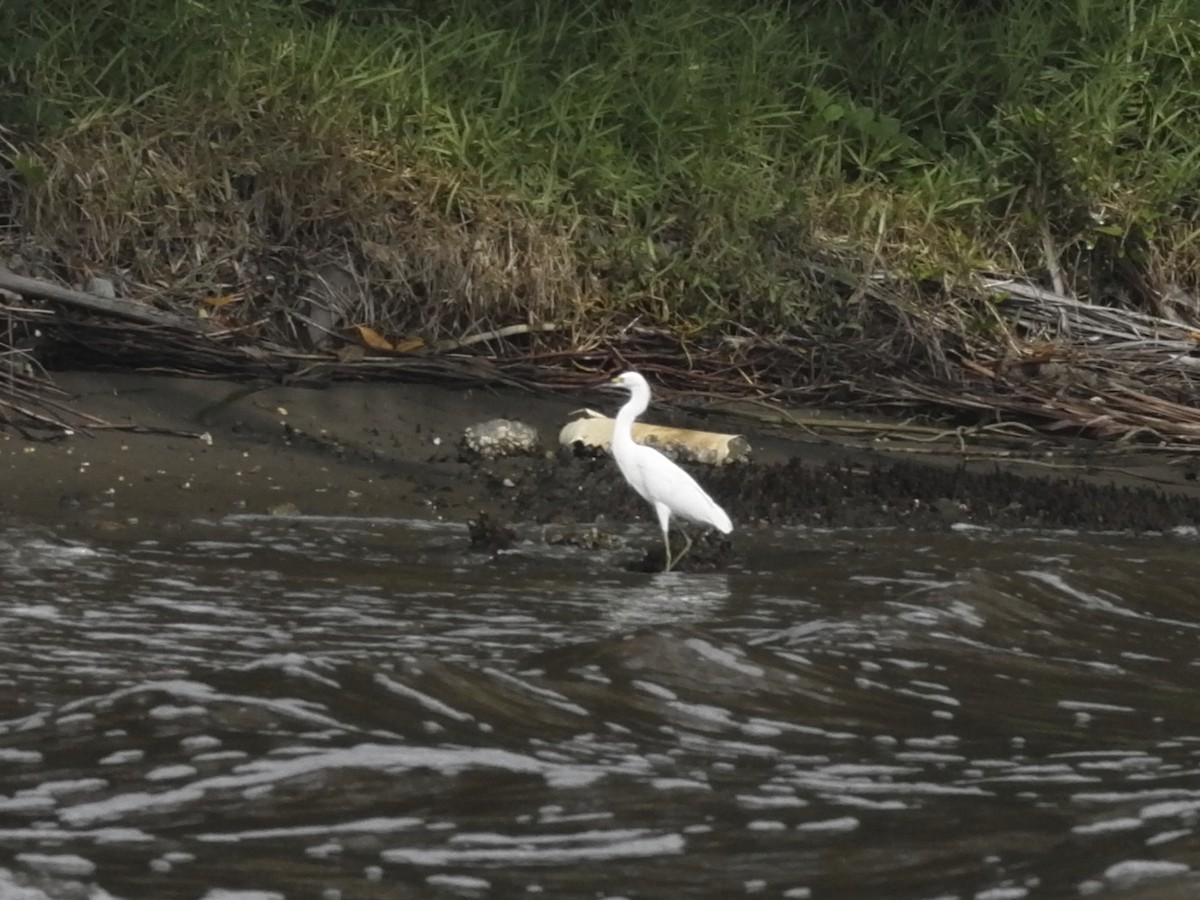 Snowy Egret - ML641244531