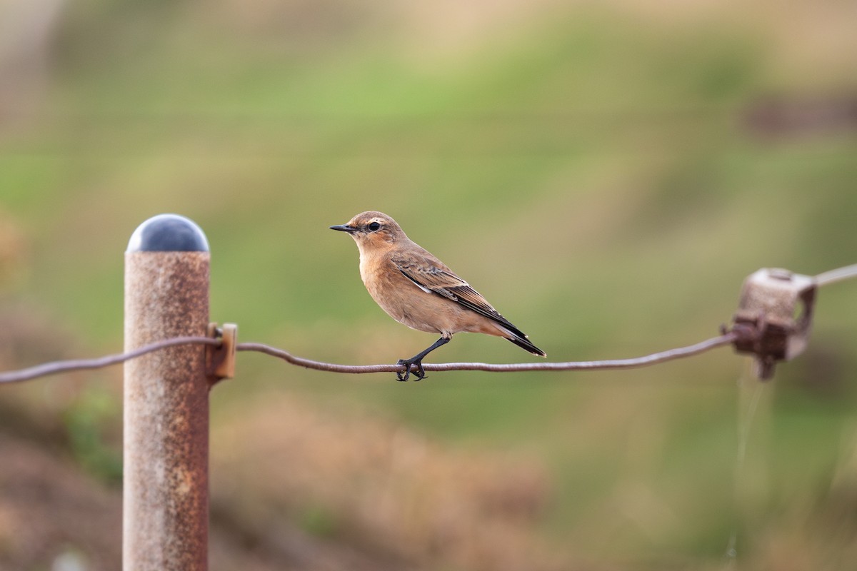 Northern Wheatear - ML641244566