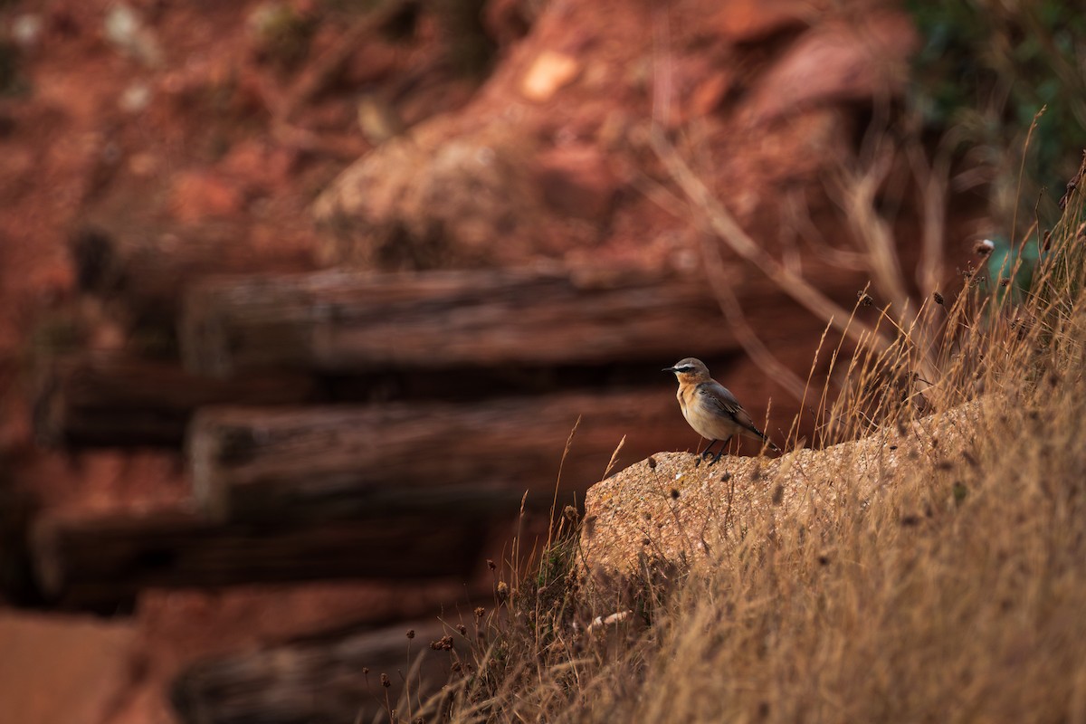 Northern Wheatear - ML641244567