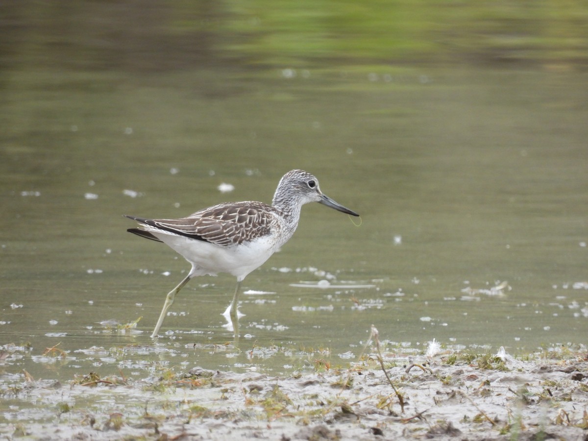 Common Greenshank - ML641244571