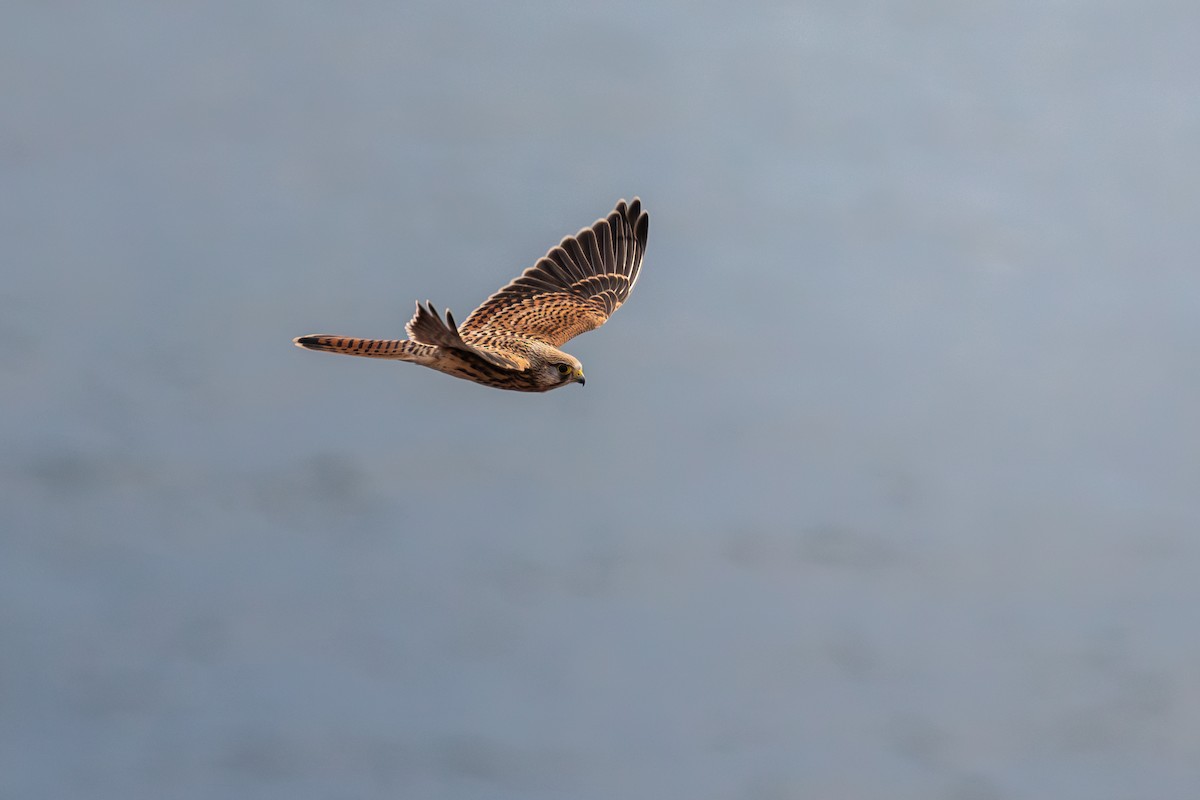 Eurasian Kestrel - ML641244575
