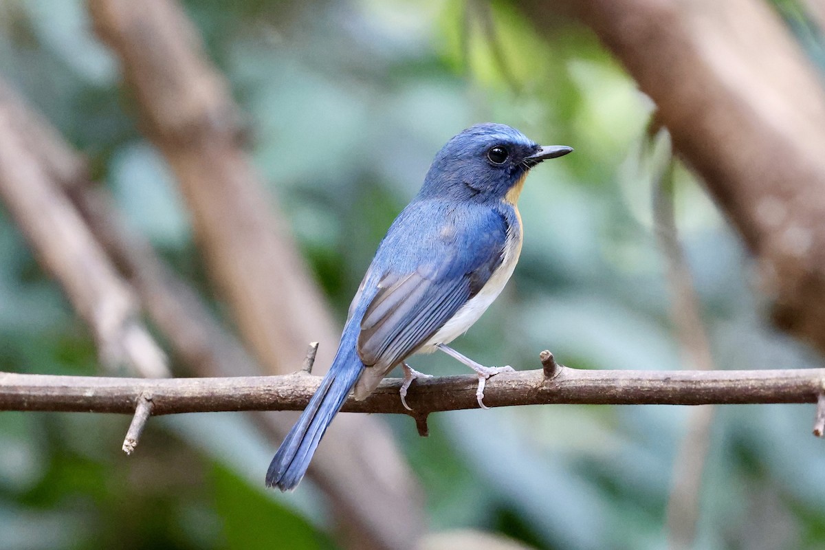 Indochinese Blue Flycatcher - ML641244608