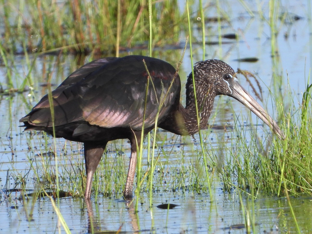 ibis hnědý - ML641244611