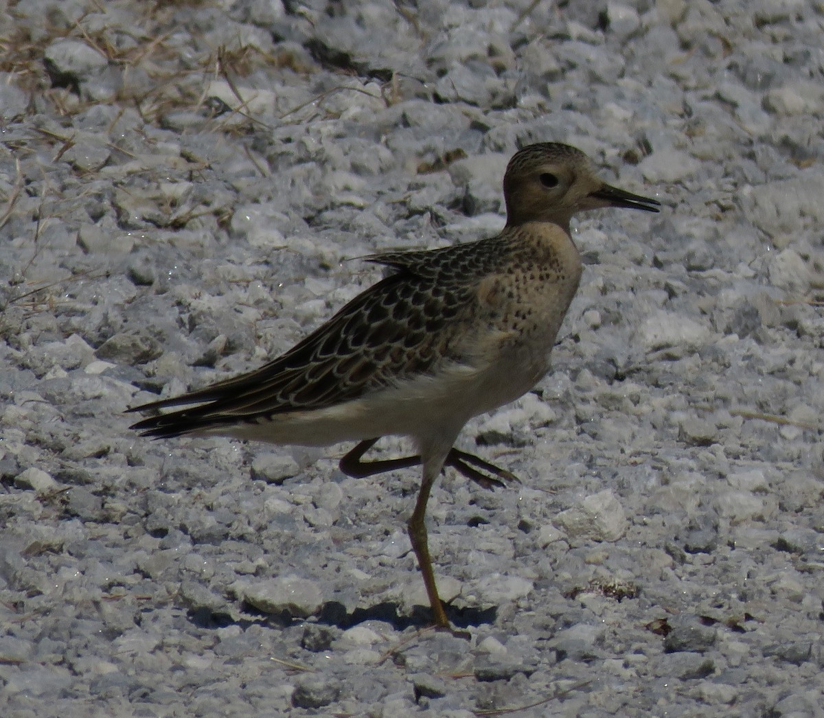Buff-breasted Sandpiper - ML641244622