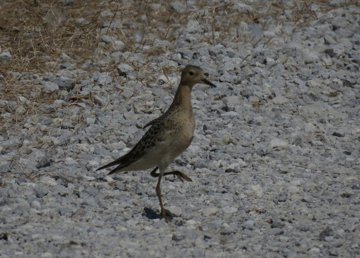 Buff-breasted Sandpiper - ML641244623