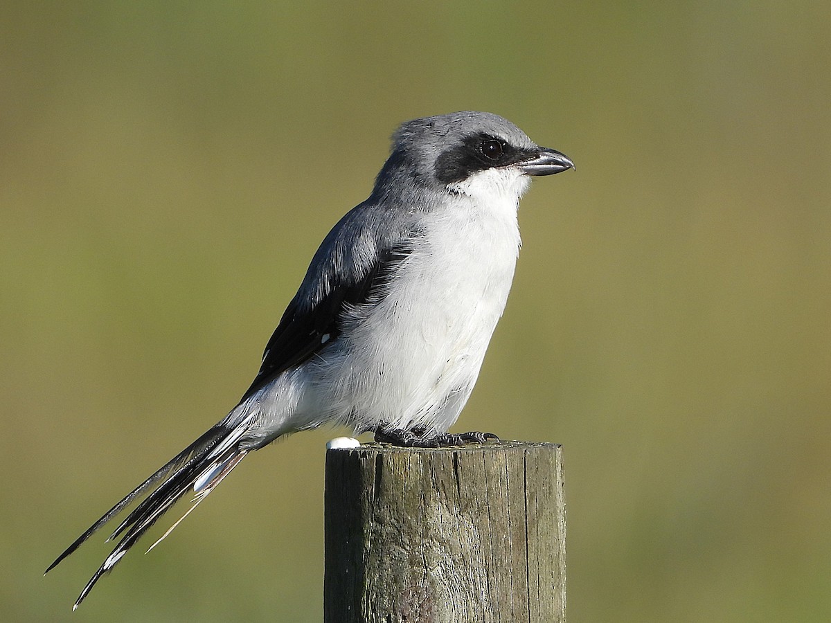 Loggerhead Shrike - ML641244626