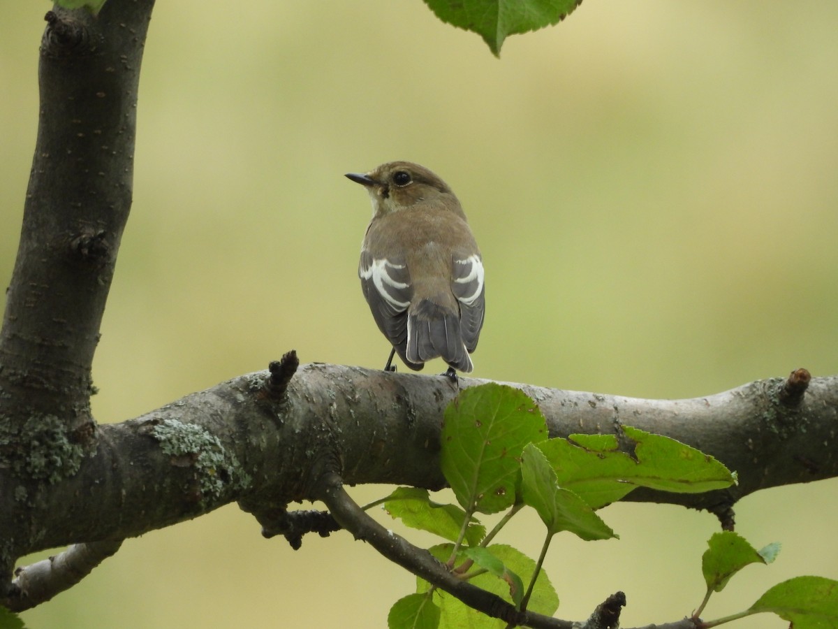 European Pied Flycatcher - ML641244657