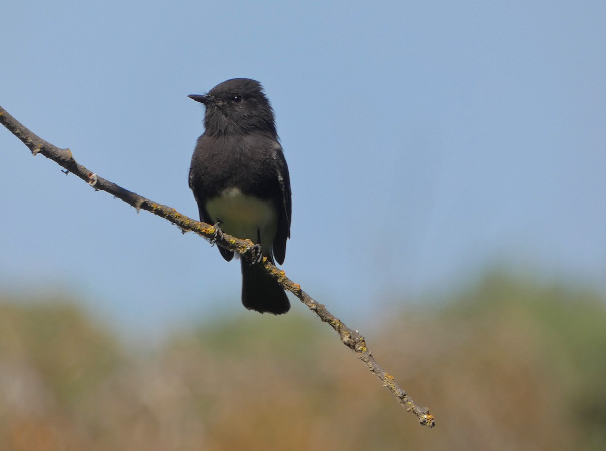 Black Phoebe - ML641244659
