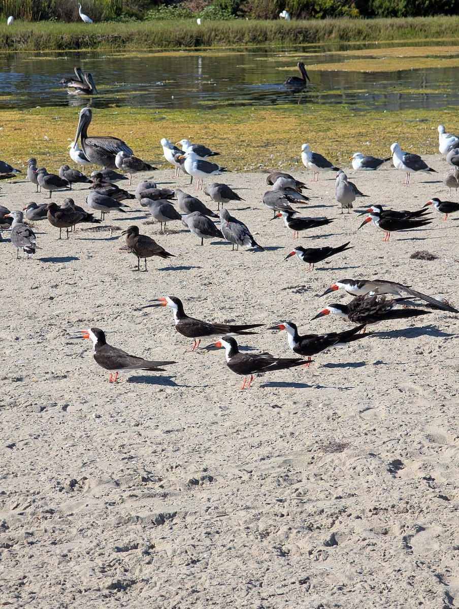 Black Skimmer - ML641244666