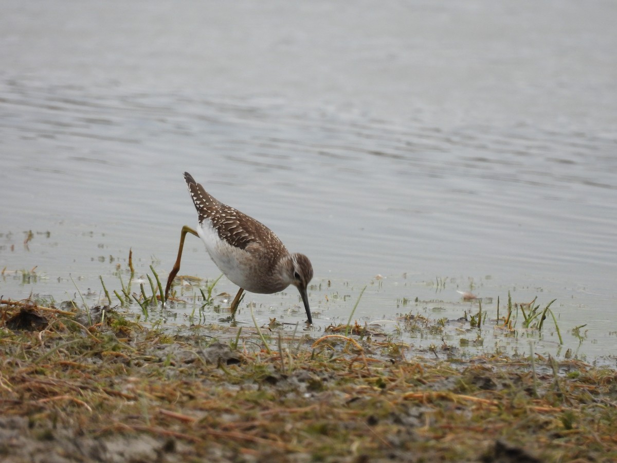 Wood Sandpiper - ML641244700