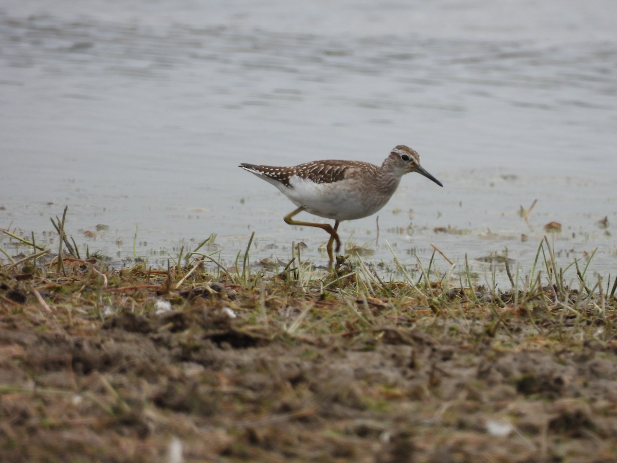 Wood Sandpiper - ML641244701