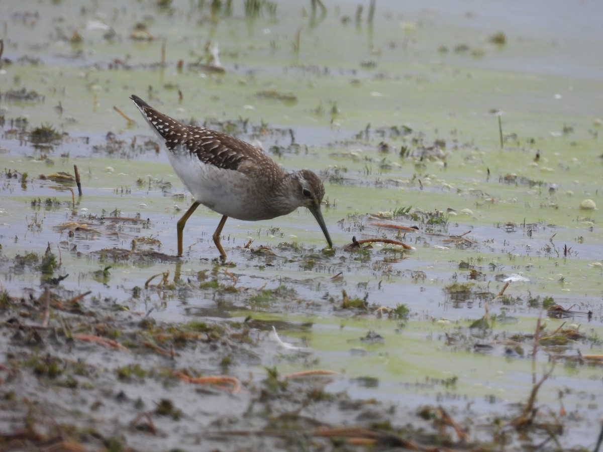 Wood Sandpiper - ML641244702