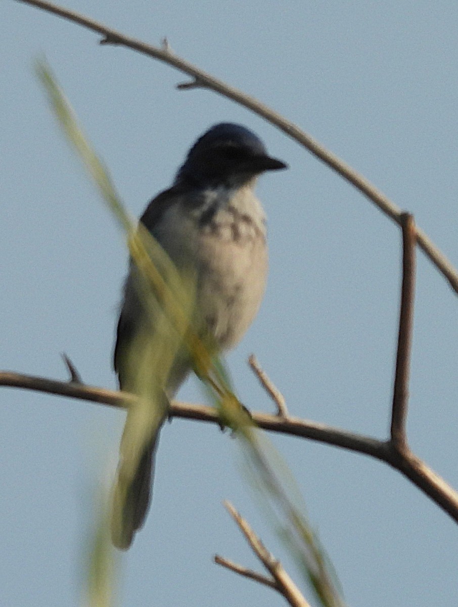 California Scrub-Jay - ML641244746