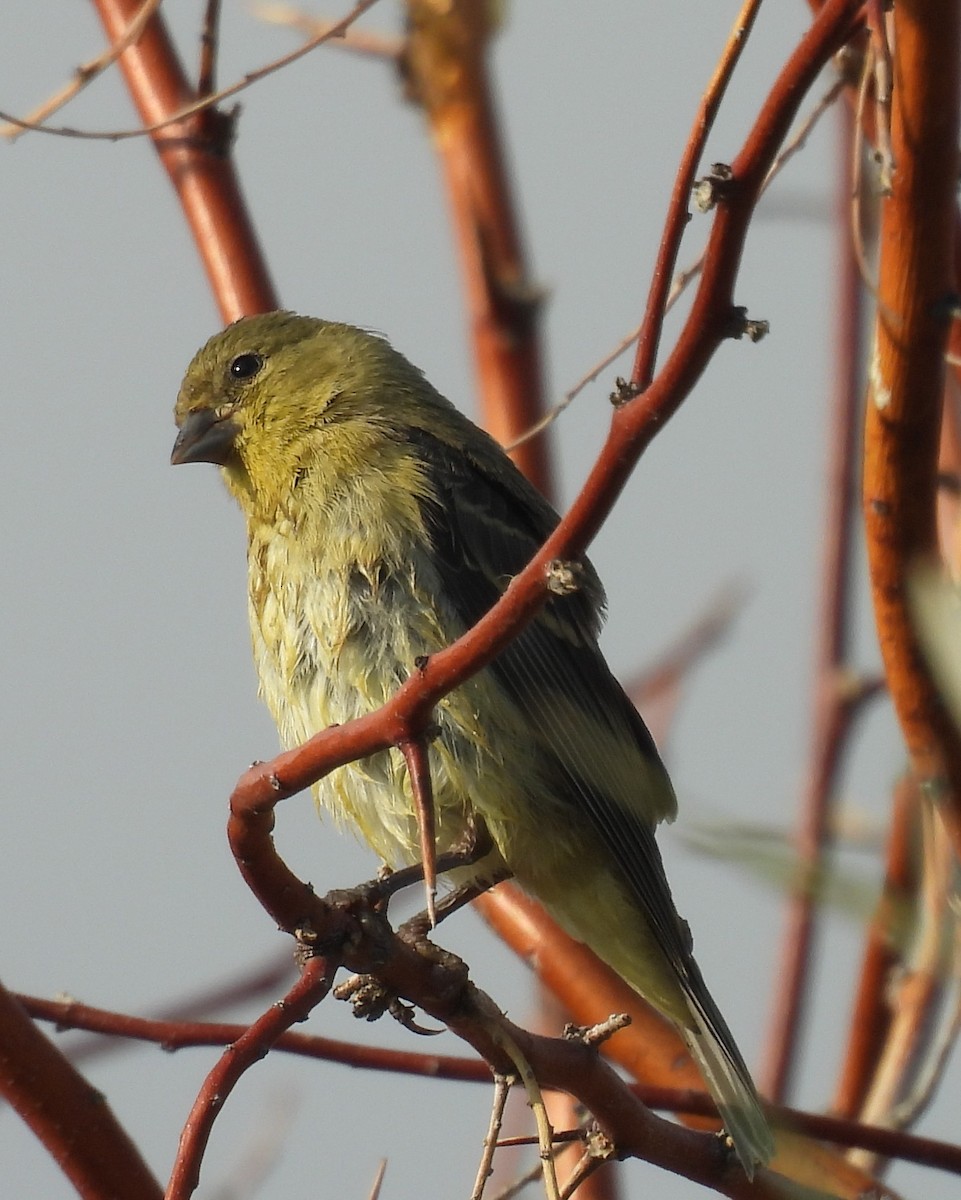 Lesser Goldfinch - ML641244787