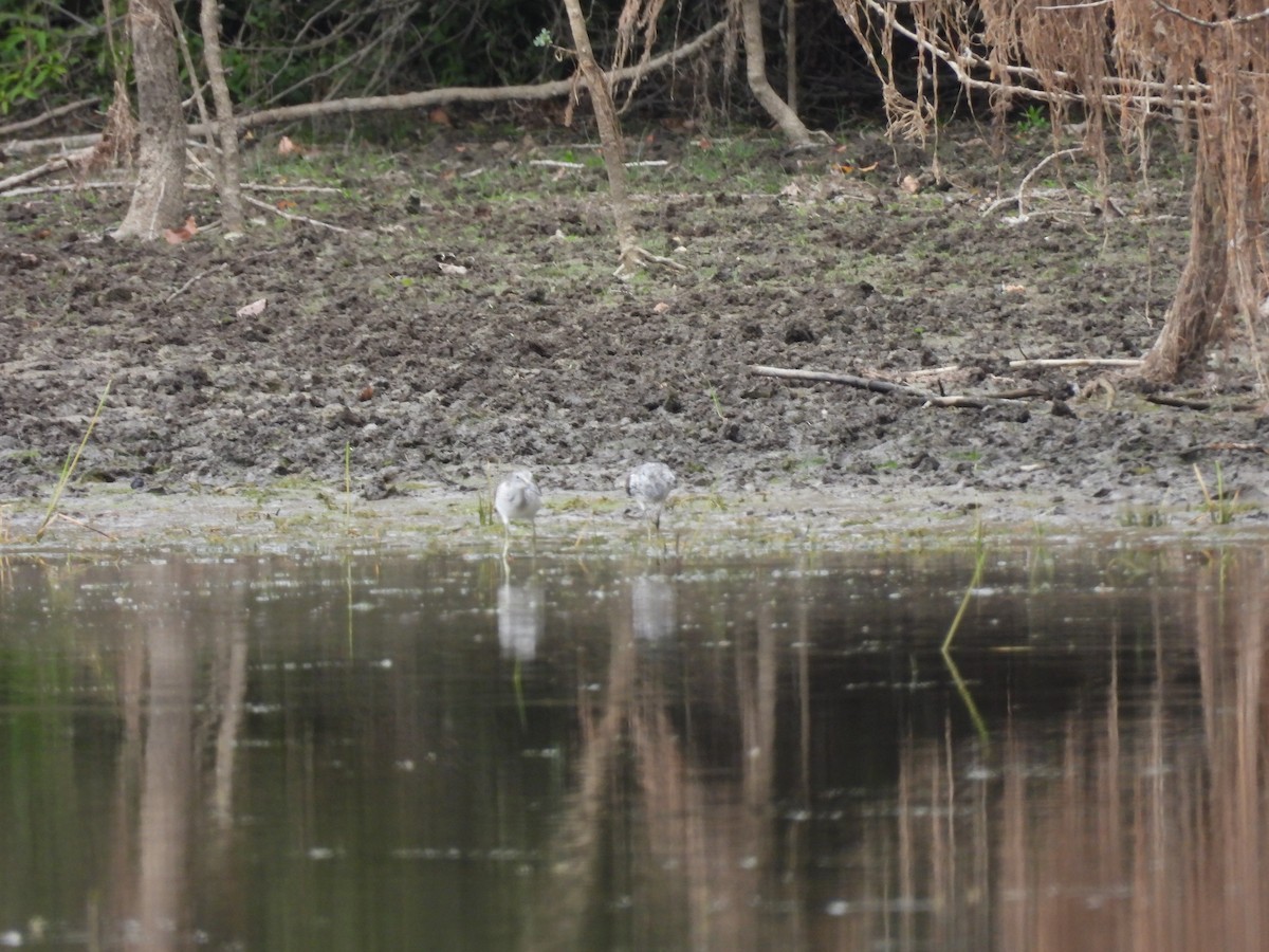 Common Greenshank - ML641244804