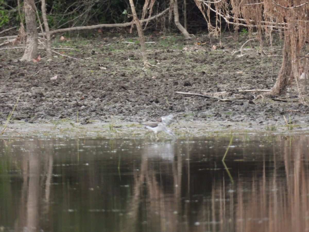 Common Greenshank - ML641244805