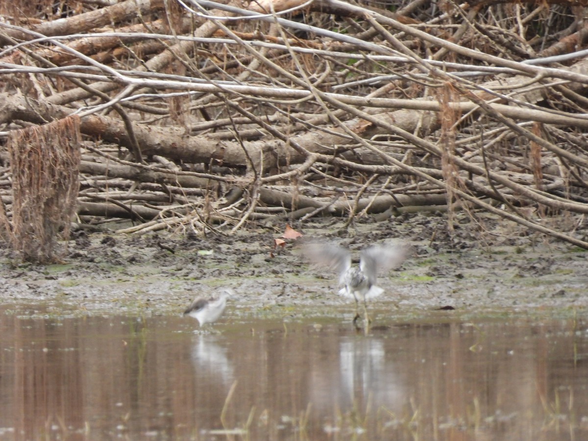 Common Greenshank - ML641244807