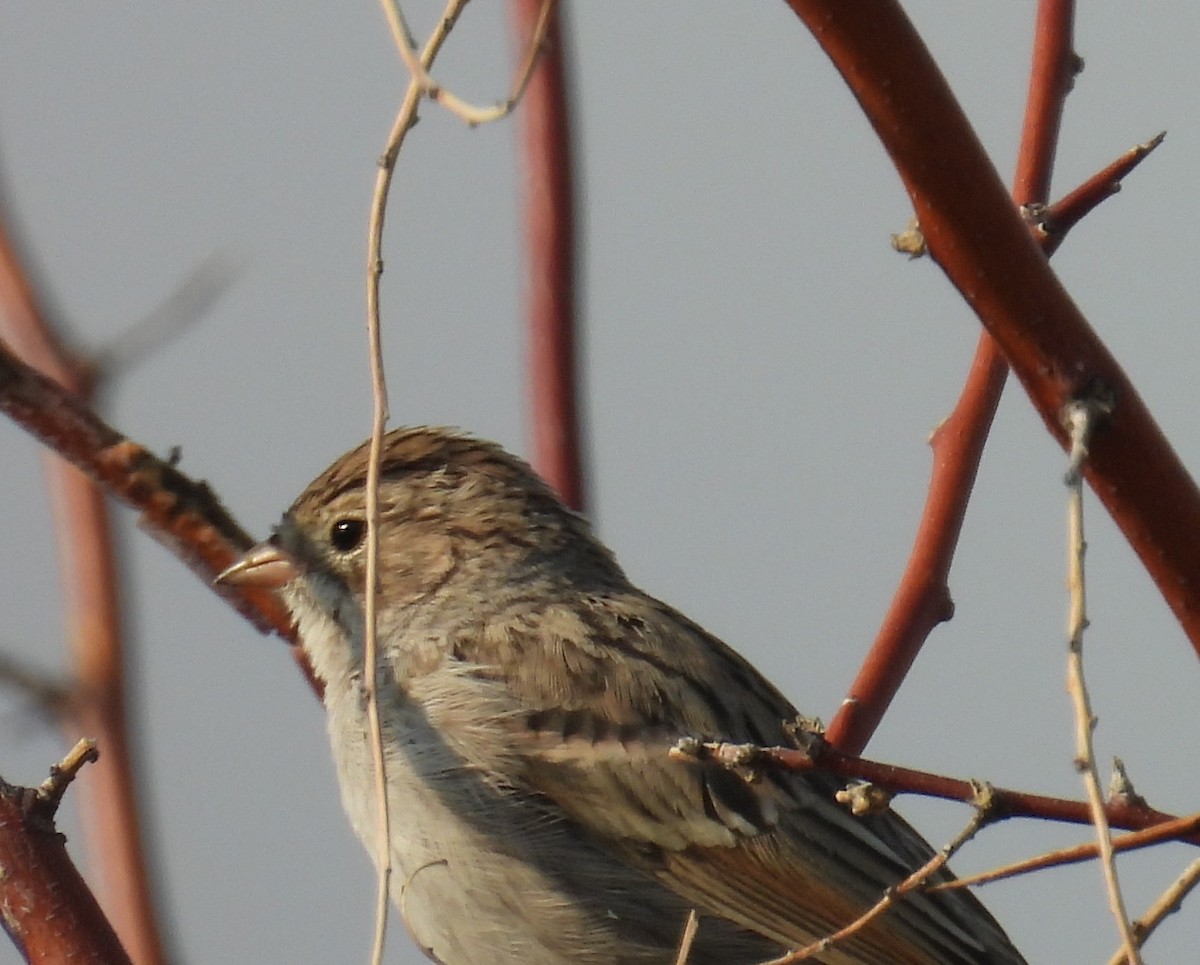 Brewer's Sparrow - ML641244809
