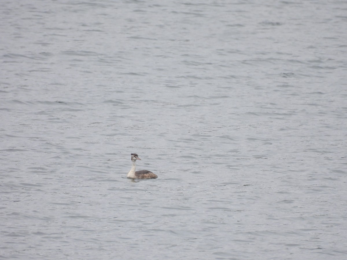 Great Crested Grebe - ML641244853