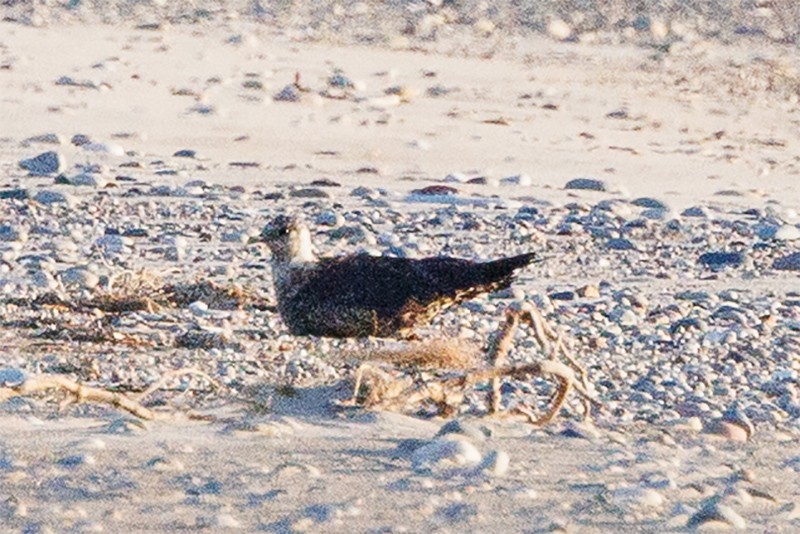 Long-tailed/Parasitic Jaeger - ML641244854