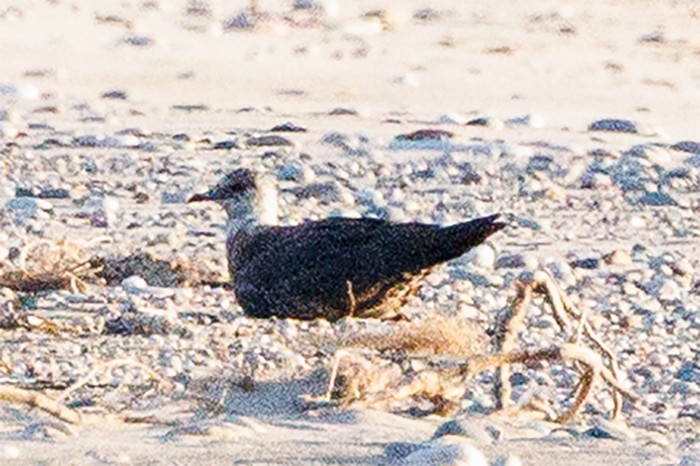 Long-tailed/Parasitic Jaeger - ML641244855