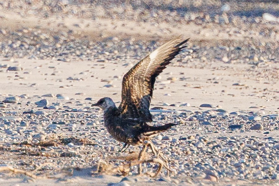 Long-tailed/Parasitic Jaeger - ML641244856