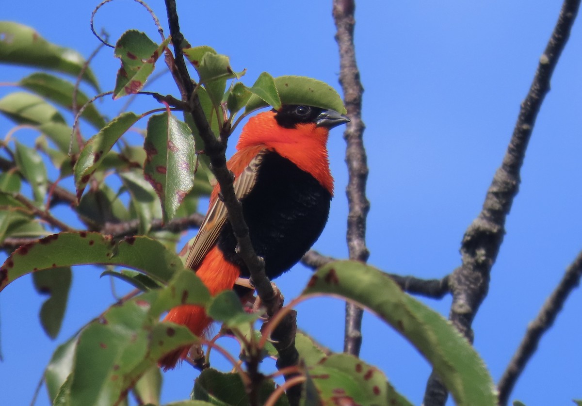 Northern Red Bishop - ML641244876