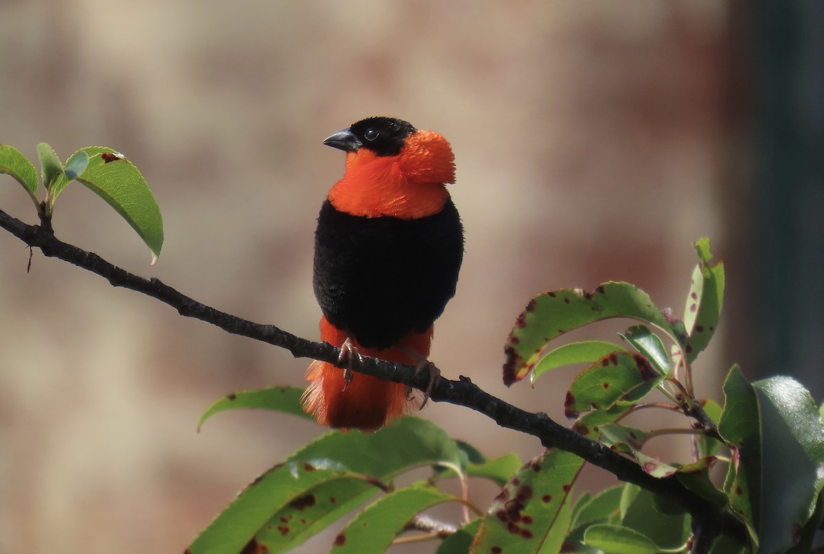 Northern Red Bishop - ML641244877