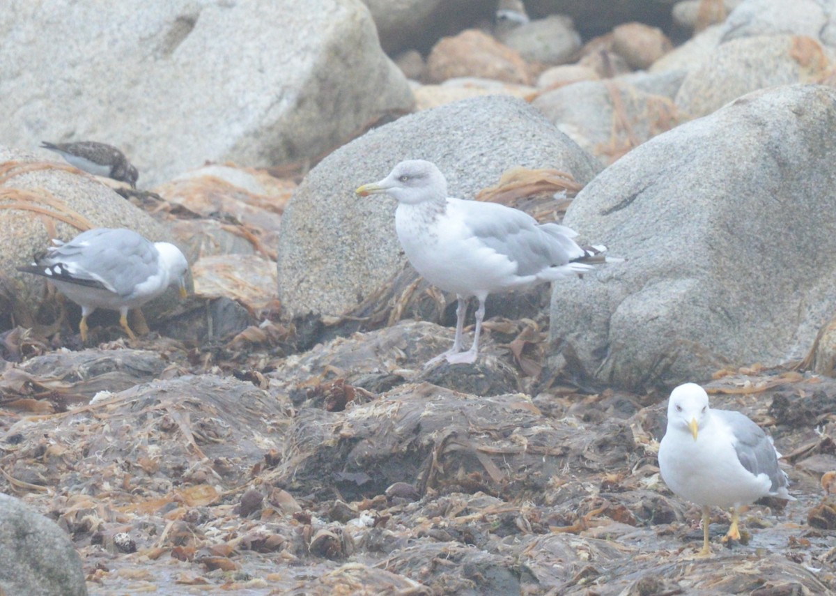 Gabbiano reale nordico - ML641244882