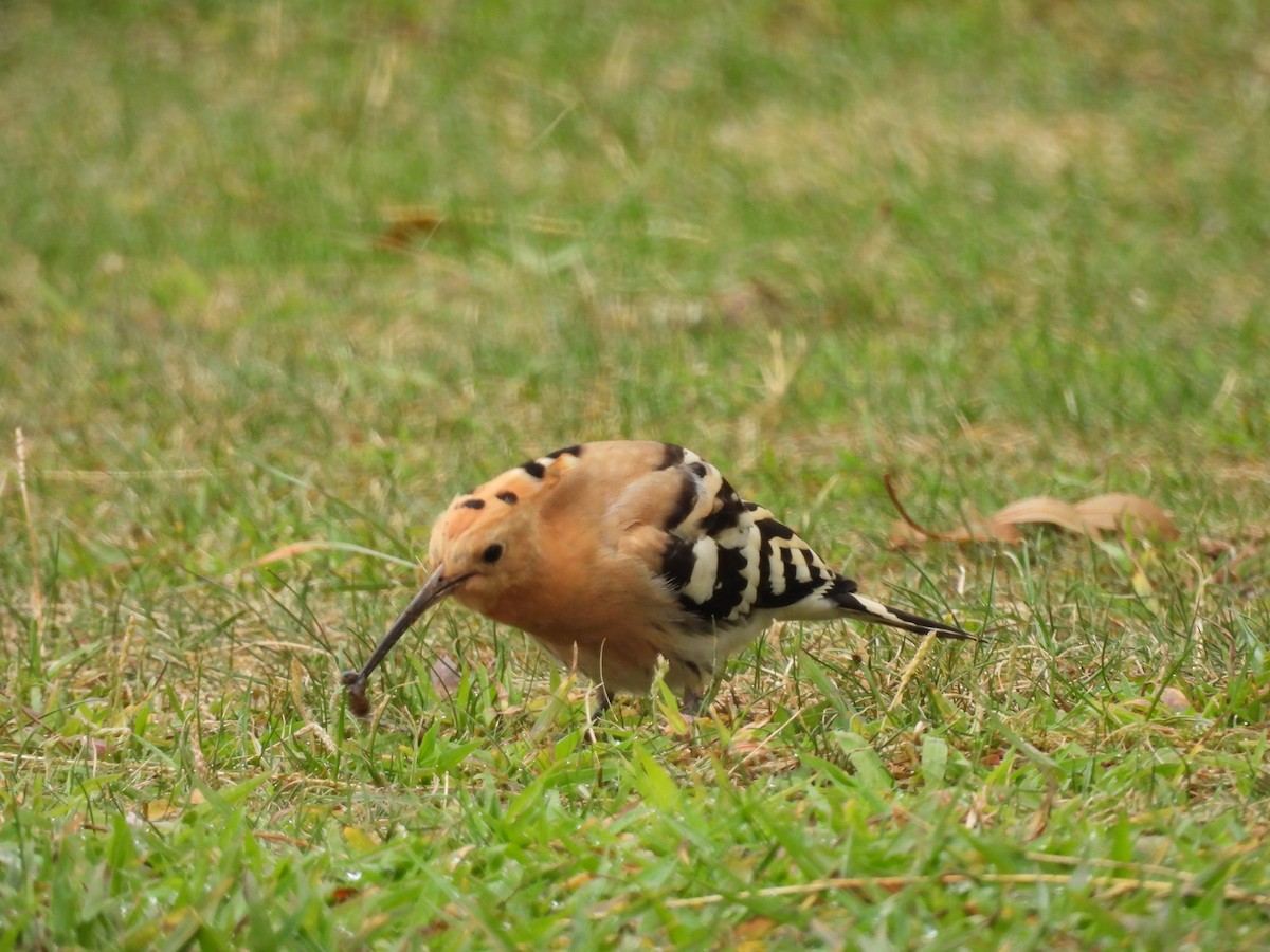 Eurasian Hoopoe - ML641244885