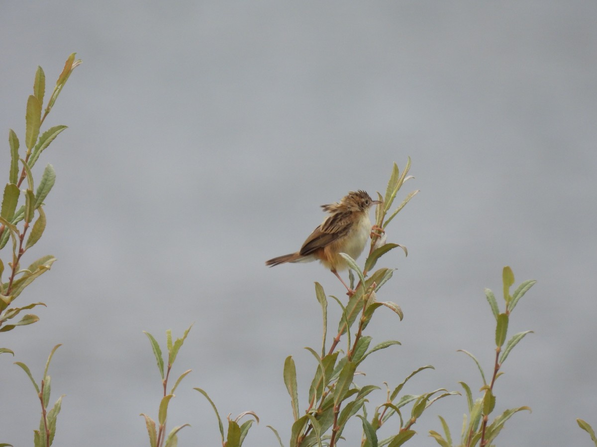 Zitting Cisticola - ML641244931