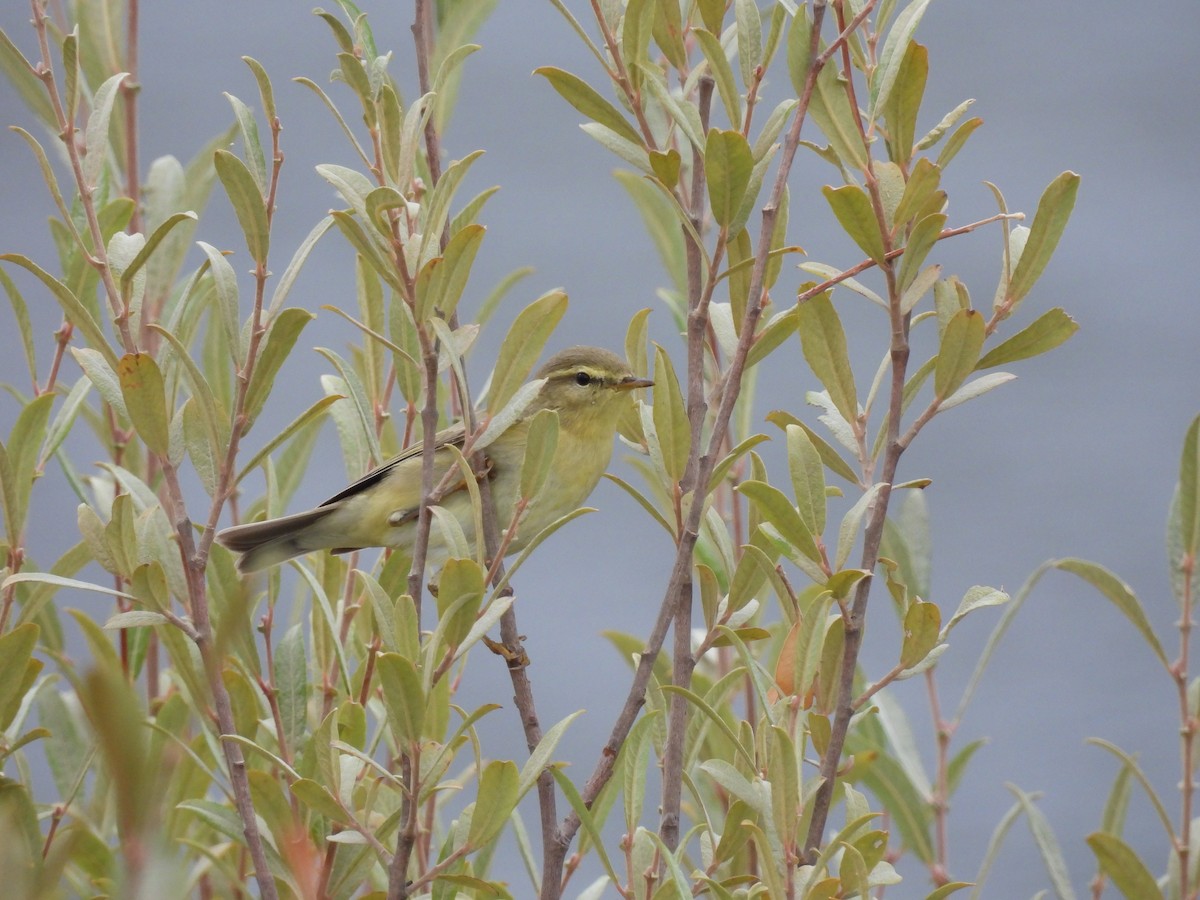 Willow Warbler - ML641244962