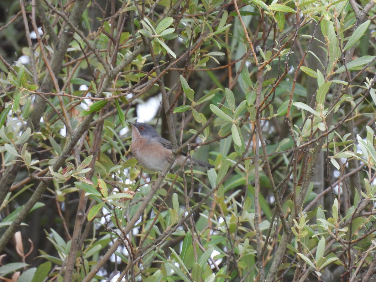 Western Subalpine Warbler - ML641244985