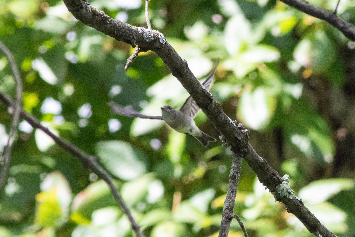 Empidonax sp. - ML641245018
