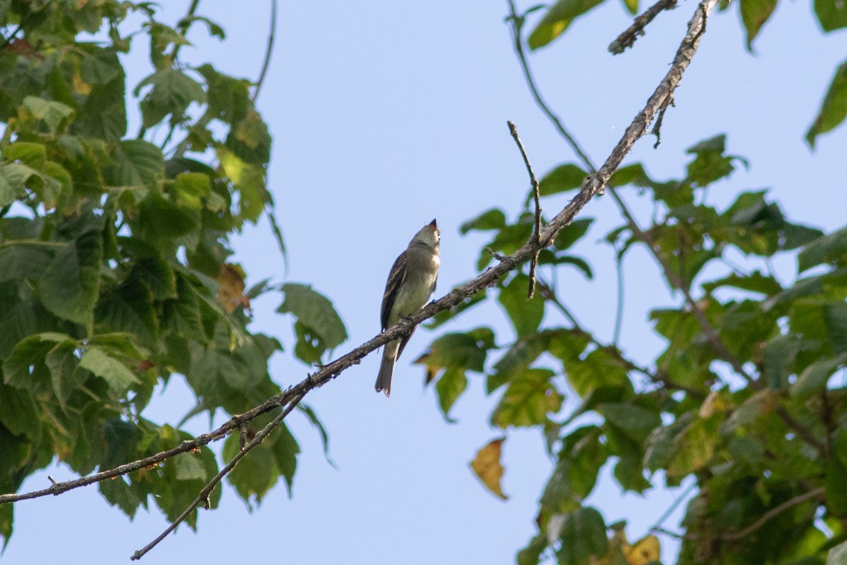 Empidonax sp. - ML641245019