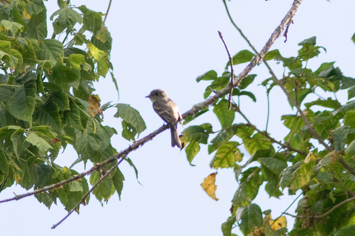 Empidonax sp. - ML641245020