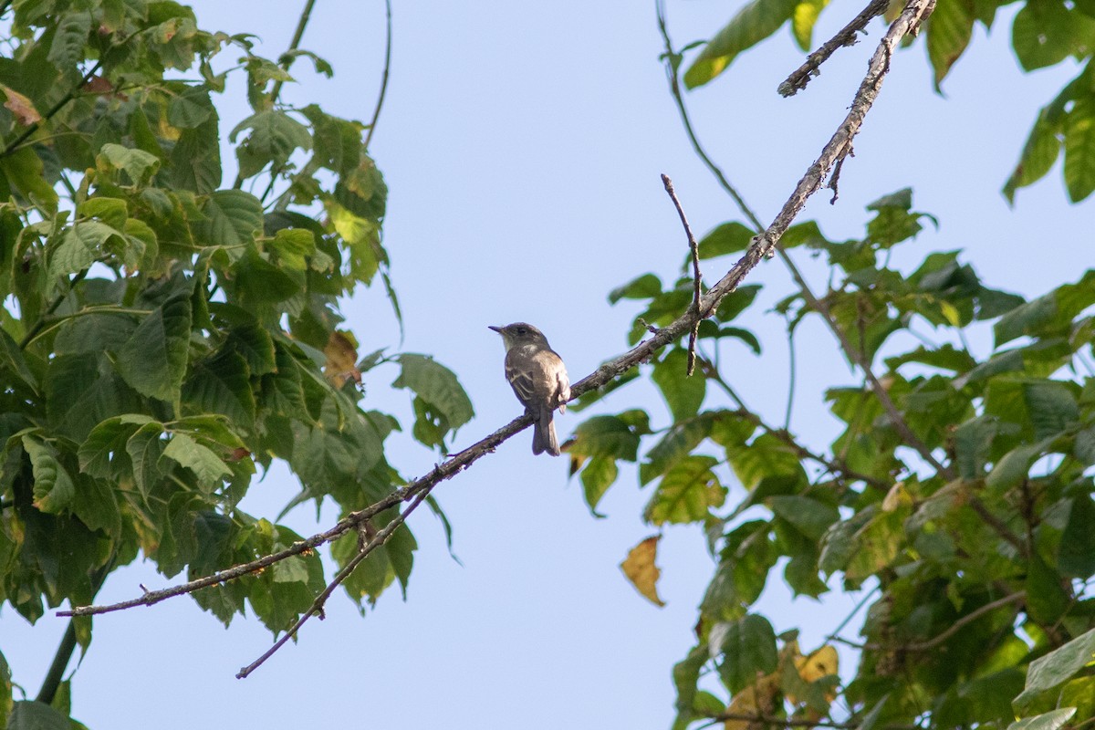Empidonax sp. - ML641245021