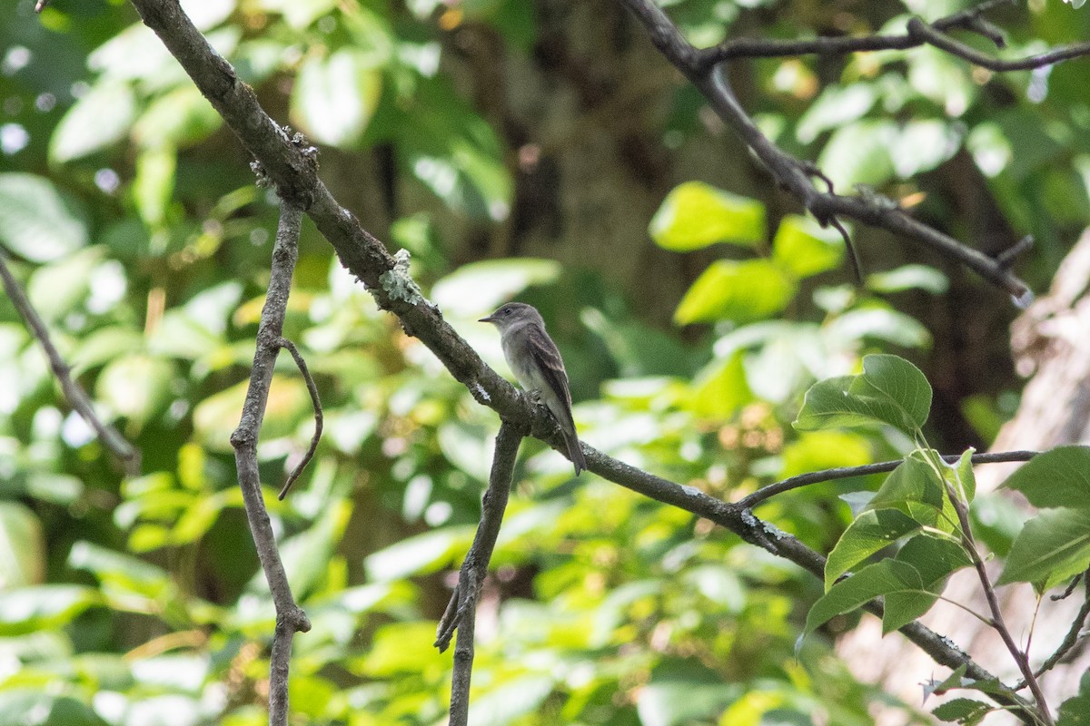 Empidonax sp. - ML641245022