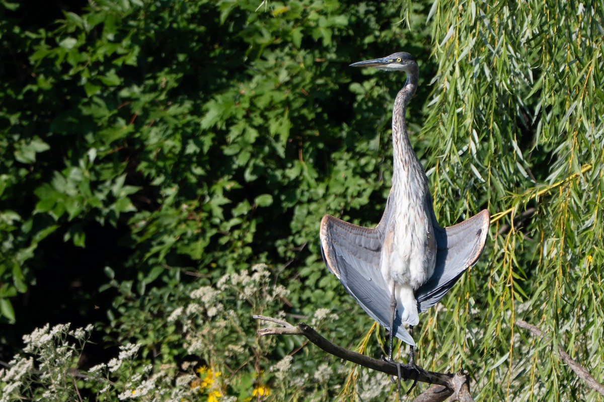 Great Blue Heron (Great Blue) - ML641245033
