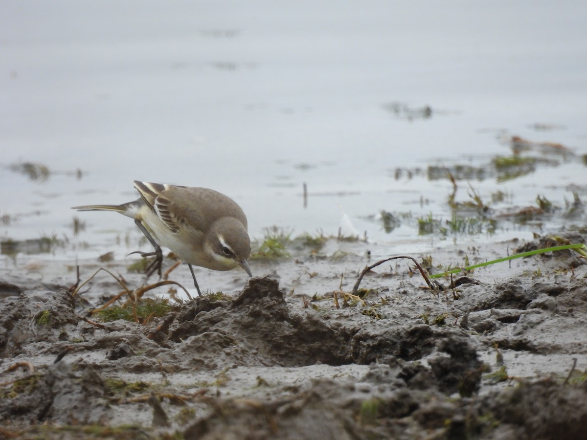 Western Yellow Wagtail - ML641245088