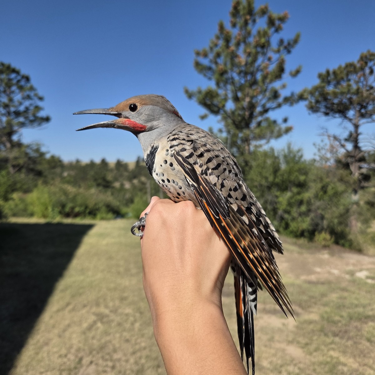 Northern Flicker - ML641245162