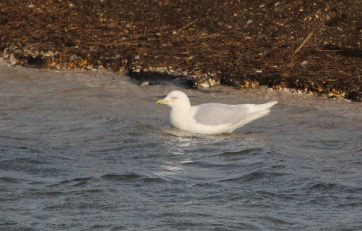 Iceland Gull - ML641245164